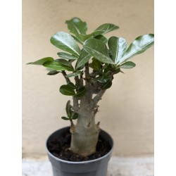 Baobab chacal (adenium obesum) de 3 ans - B9