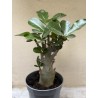 Baobab chacal (adenium obesum) de 3 ans - B9