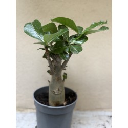 Baobab chacal (adenium obesum) de 3 ans - B9