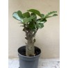 Baobab chacal (adenium obesum) de 3 ans - B9