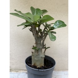 Baobab chacal (adenium obesum) de 3 ans - B9