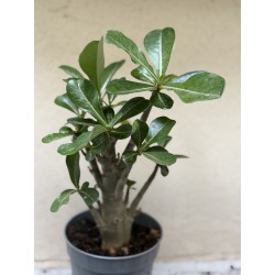 Baobab chacal (adenium obesum) de 3 ans - B10