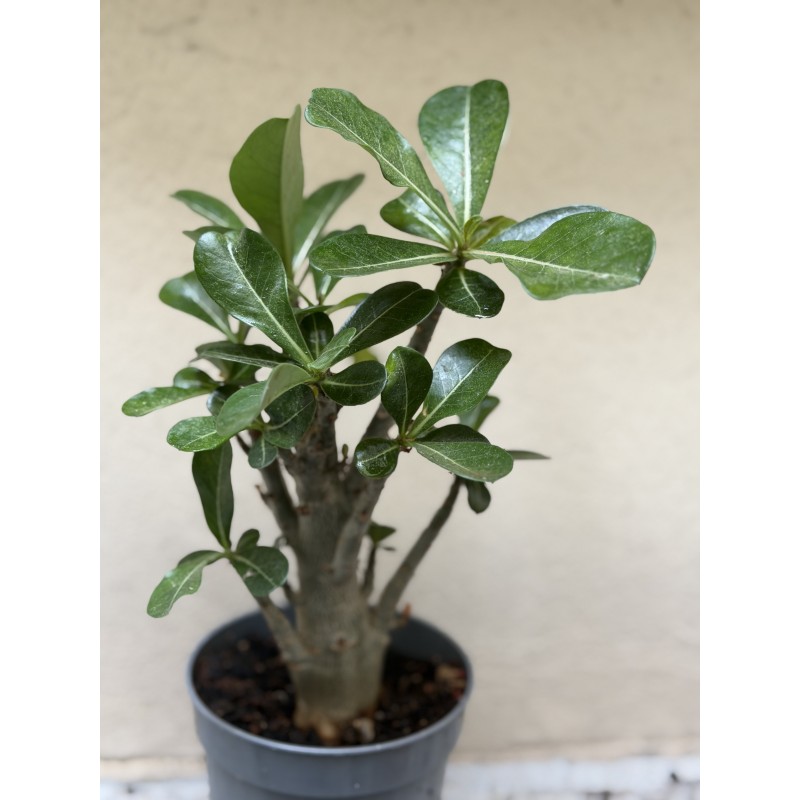 Baobab chacal (adenium obesum) de 3 ans - B10