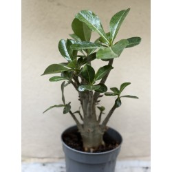 Baobab chacal (adenium obesum) de 3 ans - B10