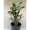 Baobab chacal (adenium obesum) de 3 ans - B10