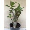 Baobab chacal (adenium obesum) de 3 ans - B10