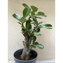 Baobab chacal (adenium obesum) de 3 ans - B10