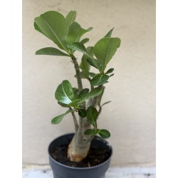Baobab chacal (adenium obesum) de 3 ans - B11