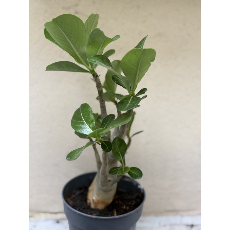 Baobab chacal (adenium obesum) de 3 ans - B11