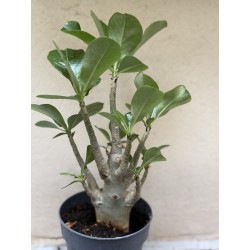 Baobab chacal (adenium obesum) de 3 ans - B11