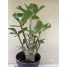 Baobab chacal (adenium obesum) de 3 ans - B11