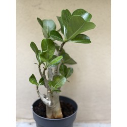 Baobab chacal (adenium obesum) de 3 ans - B11