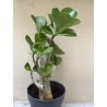 Baobab chacal (adenium obesum) de 3 ans - B11