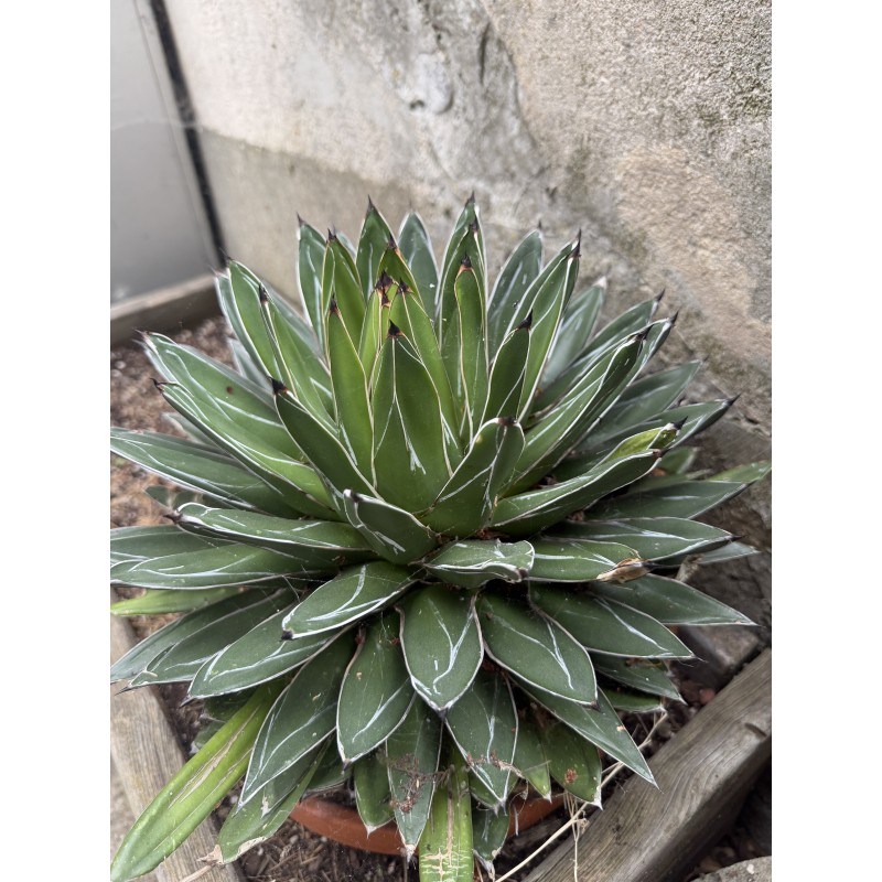 Grosse Agave victoria regina