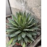 Grosse Agave victoria regina