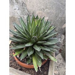 Grosse Agave victoria regina