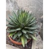 Grosse Agave victoria regina