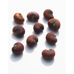 Jeune baobab (digitata) de 1 an - Petit Prince + graines