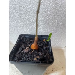 Jeune baobab (digitata) de 1 an - Petit Prince + graines