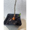 Jeune baobab (digitata) de 1 an - Petit Prince + graines