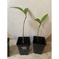 Jeune baobab (digitata) de 1 an - Petit Prince + graines