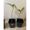 Jeune baobab (digitata) de 1 an - Petit Prince + graines