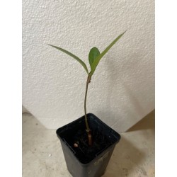 Jeune baobab (digitata) de 1 an - Petit Prince + graines