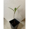 Jeune baobab (digitata) de 1 an - Petit Prince + graines