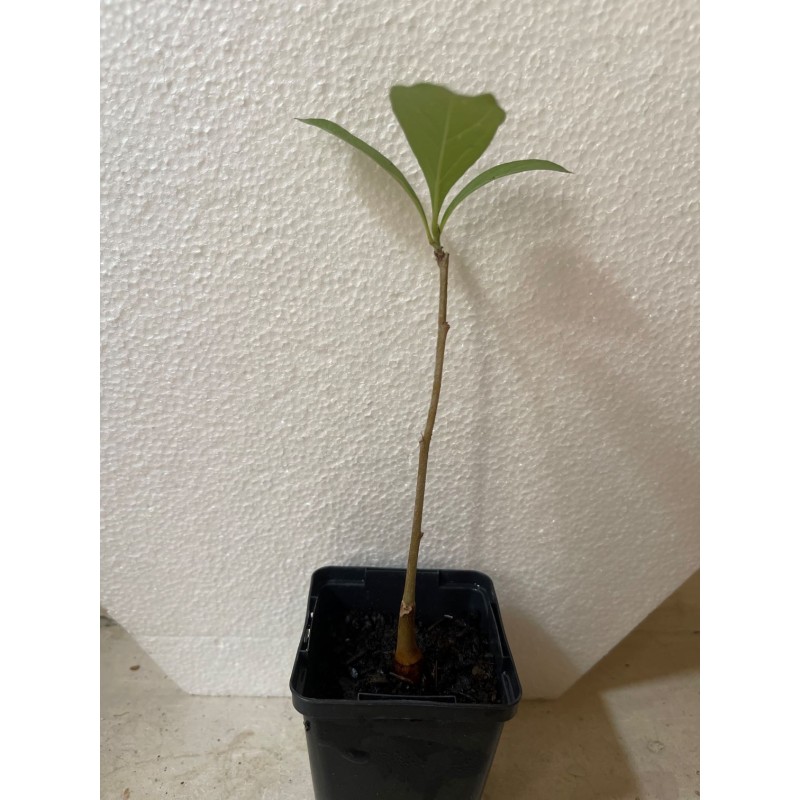 Jeune baobab (digitata) de 1 an - Petit Prince + graines