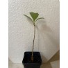 Jeune baobab (digitata) de 1 an - Petit Prince + graines