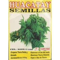 Graines de Hucatay du Pérou