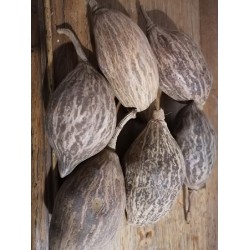 5 fruits de baobab de 10-12 cm de long