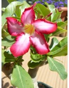 Mini-baobab chacal botanique (adenium obesum) de 2 ans