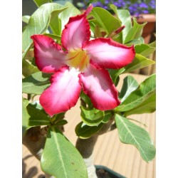 Mini-baobab chacal botanique (adenium obesum) de 2 ans