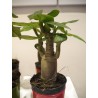 Mini-baobab chacal botanique (adenium obesum) de 2 ans