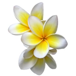 10 graines de Frangipanier (Plumeria)