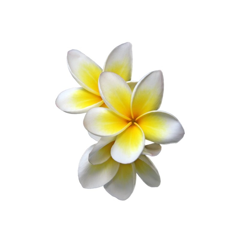 10 graines de Frangipanier (Plumeria)