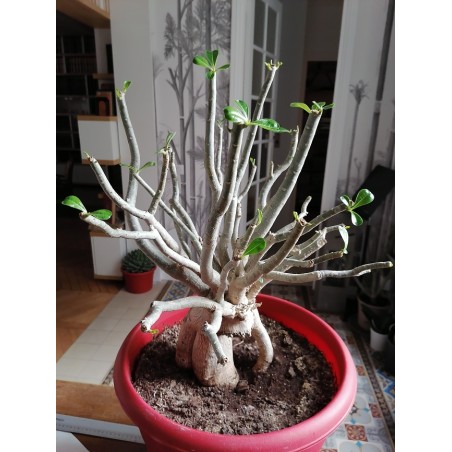 Baobab chacal (adenium obesum) 16 ans
