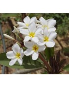 10 graines de Frangipanier (Plumeria)