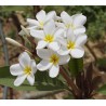 10 graines de Frangipanier (Plumeria)