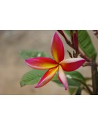 10 graines de Frangipanier (Plumeria)