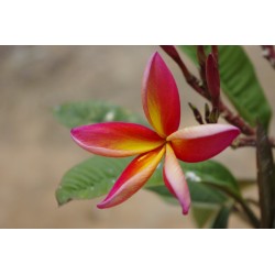 10 graines de Frangipanier (Plumeria)