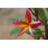 10 graines de Frangipanier (Plumeria)