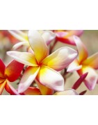 10 graines de Frangipanier (Plumeria)