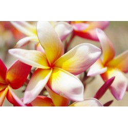 10 graines de Frangipanier (Plumeria)