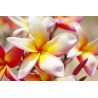 10 graines de Frangipanier (Plumeria)