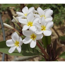 25 graines de Frangipanier (Plumeria)