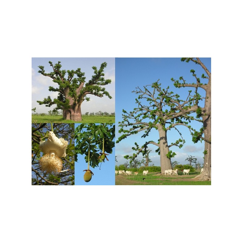 Carte postale Baobab Carte postale Baobab