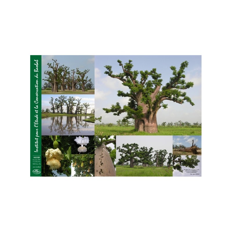 Kit plantation école n°2 : 4 mini-serres, 100 graines de baobab chacal,  posters