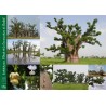 Kit plantation école n°3 : 4 mini-serres, 1 mini-baobab chacal, 100 graines de baobab chacal, posters,...